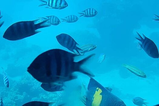 Российского туриста атаковала смертельно опасная рыба на популярном курорте