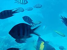 Российского туриста атаковала смертельно опасная рыба на популярном курорте