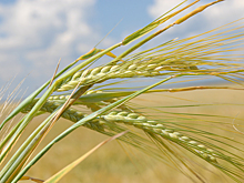 Про злачные сделки