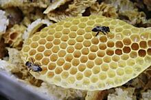 Гундарин: «История с запретом на экспорт алтайского мёда поучительна»