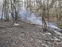 На Кубани локализованы два лесных пожара на площади более 42 гектар