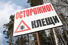 В Ульяновской области жертвами клещей стали 1019 человек