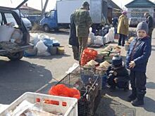 «Платите за допуск». На чем делает деньги ветслужба Калача-на-Дону?