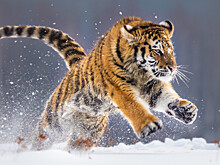 Ученые обнаружили новых тигра и леопарда во время авиаучета в Приморье