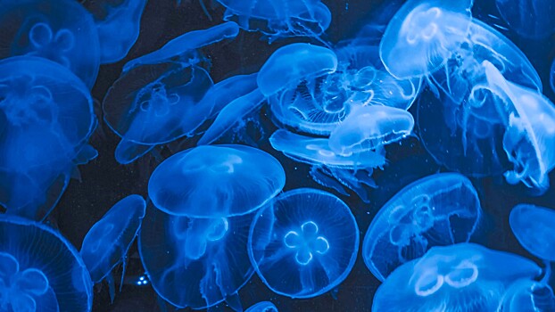 Устрашающее нашествие медуз засняли в России