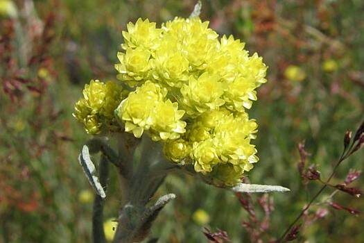 Под Оренбургом нашли редчайший цветок