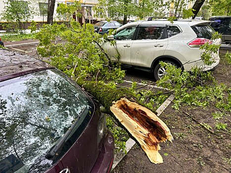 После урагана в Подмосковье повреждены 8 автомобилей