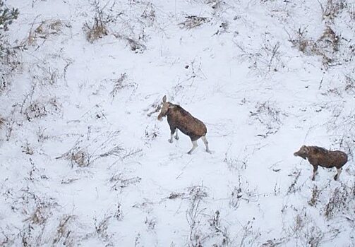 В Саратовской области закончили охотиться на лосей и оленей