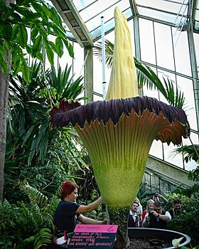 Самый большой и отвратительно пахнущий цветок в мире расцвел в Лондоне