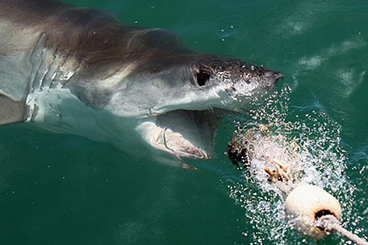Рыбаки случайно приманили 6-метровую акулу