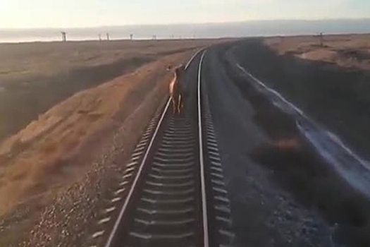 Российский поезд опоздал из-за бегущего по путям верблюда