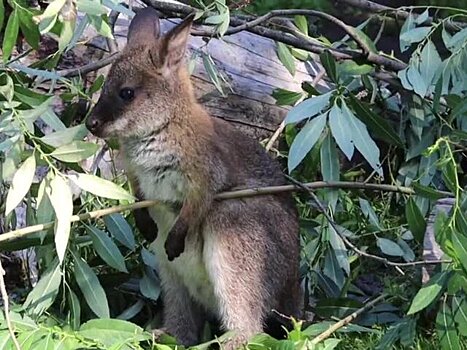Что известно о серийных кражах кенгуру из российских зоопарков