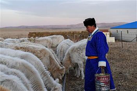 Традиционное вяленое мясо приносит дополнительных доход монгольским скотоводам