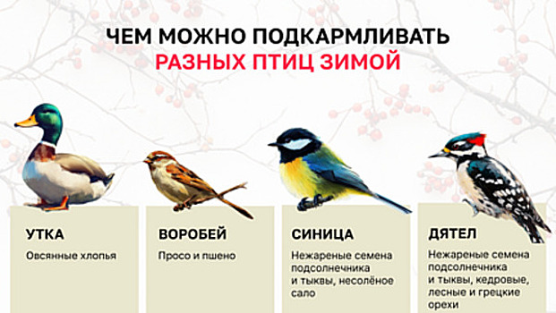«Хлебом уже даже людей нельзя кормить»: калининградский орнитолог рассказал, что можно давать птицам зимой (инфографика)
