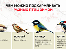 «Хлебом уже даже людей нельзя кормить»: калининградский орнитолог рассказал, что можно давать птицам зимой (инфографика)