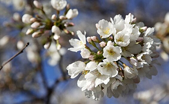 В Японии раньше обычного началось цветение сакуры