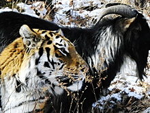 Тигр Амур и козел Тимур. День 9-й