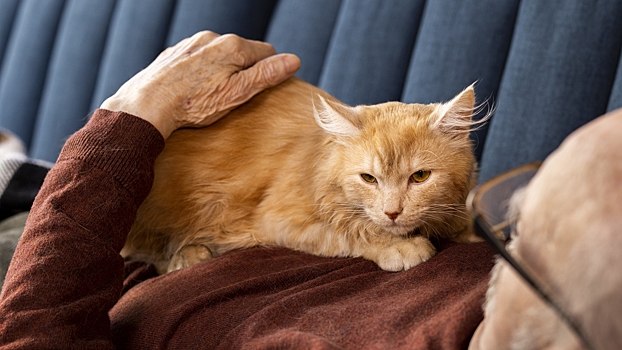 Кошка обнаружила рак груди