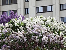 Каштаны и сирень украсят столичный район Отрадное