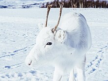 Фотограф встретил олененка редкого вида