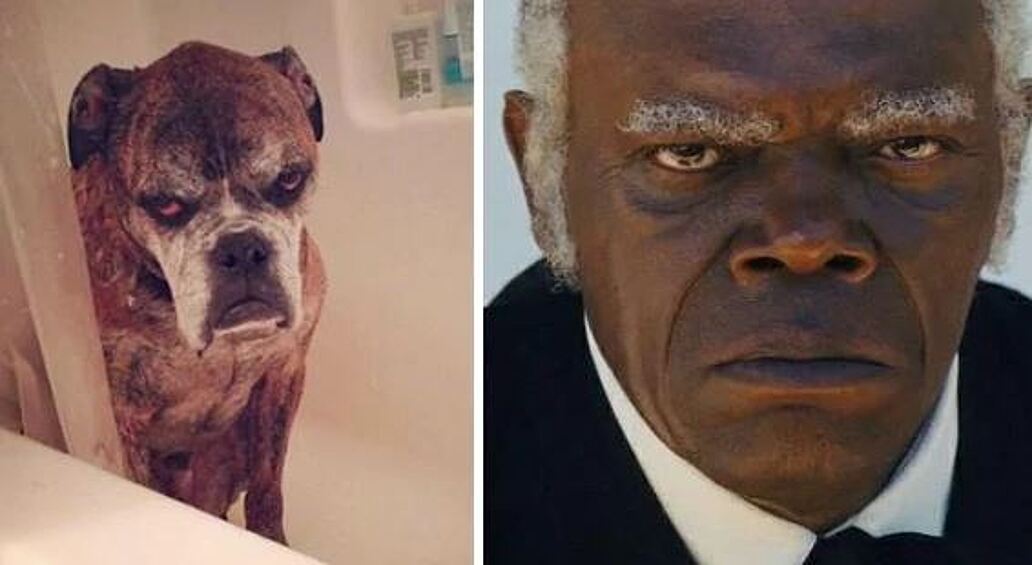 Эта собака выглядит как Сэмюэл Л. Джексон.  