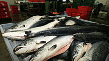 Рыбный союз не ожидает дальнейшего роста оптовых цен на лососевых