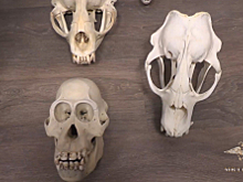 МВД России публикует видео изъятия похищенной из научного учреждения коллекции черепов животных