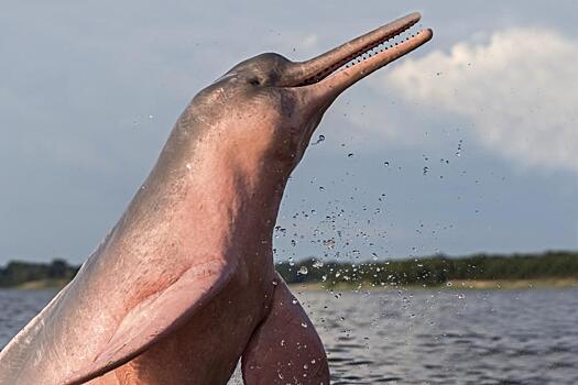 В Боливии спасают от вымирания речных розовых дельфинов