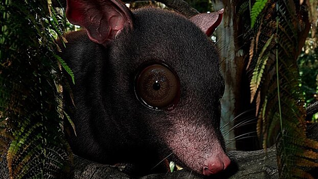 Обнаружен огромный опоссум,  живший на Земле 60 млн лет назад