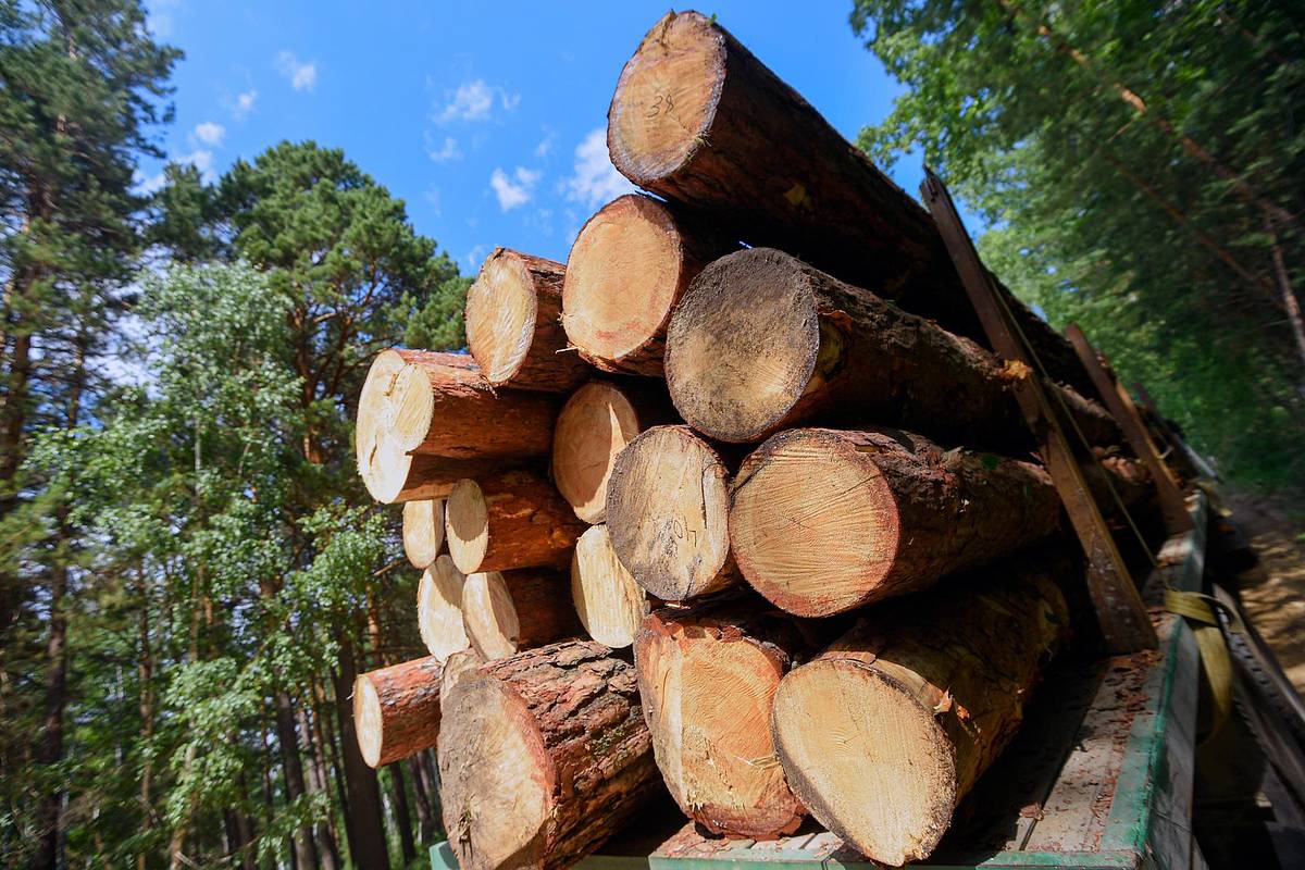Российский чиновник получил смертельную травму при заготовке дров для бойцов СВО