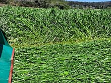 Принципы хорошего травяного силоса