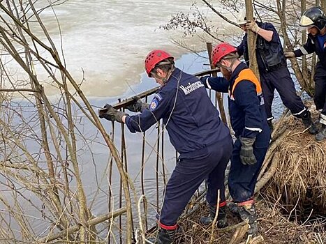 В Подмосковье спасли пса, отрезанного паводком от большой земли