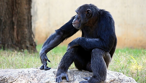 Ничто человеческое не чуждо: шимпанзе могут манипулировать другими ради получения выгоды
