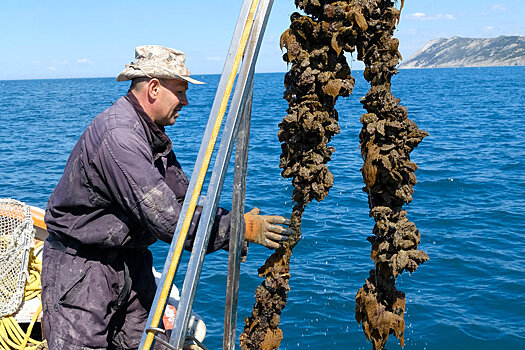На анапской морской ферме предложили попробовать моллюсков класса люкс