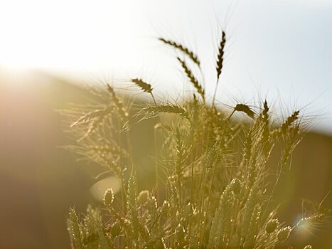 Турция вводит пошлины в 130% на импорт пшеницы, кукурузы и ячменя с 1 мая