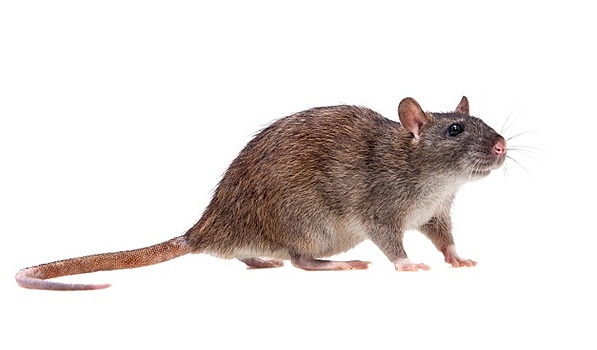 Самцы крыс дали потомство