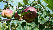 Яблоня 'Медуница' на северо-востоке средней полосы. Посадка, уход, формирование, хранение плодов