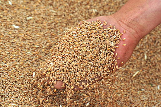 Минсельхоз может возвратить пошлину на экспорт зерна