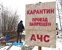 В Калининградской области зафиксировано 15 случаев обнаружения АЧС
