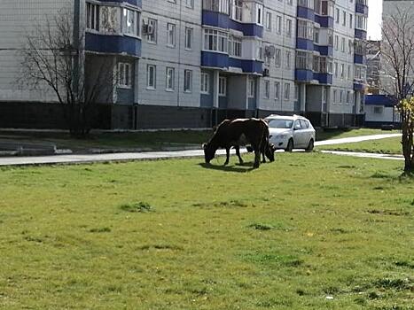«Гуляют и гадят». Жителям Нефтеюганска мешают коровы в центре города