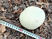 В Курске на Боевой даче был обнаружен редкий гриб-гигант