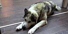 Якутский Хатико: собака два года дежурит у кабинета умершего хозяина