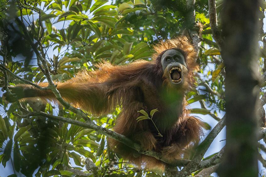 Первое место в категории «Природа. Серия». На фото: орангутан угрожает проходящему мужчине, Северная Суматра, Индонезия. Фотограф: Tim Laman, США