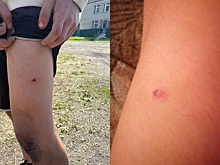 Школьная травля переросла в расстрел под Новосибирском