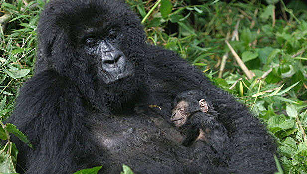 Милое видео редкой гориллы и ее новорожденного детеныша появилось в сети