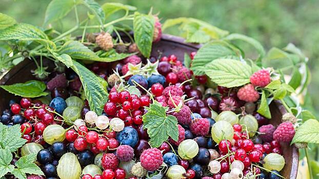 Новая технология: чем полезны сублимированные фрукты и ягоды