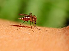 Потому и кусают: ученые выяснили, как комары выбирают жертву
