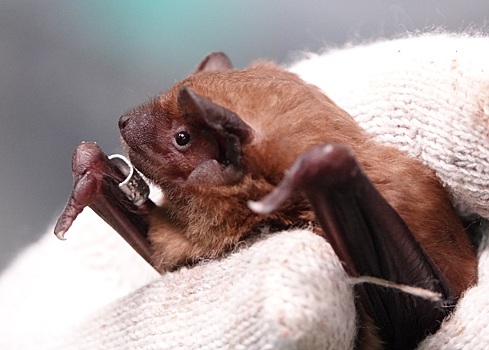 Можно поучаствовать: ДГТУ выпустит около 300 спасенных летучих мышей на этой неделе