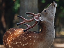Оленья кровь оказалась натуральным заменителем антибиотиков