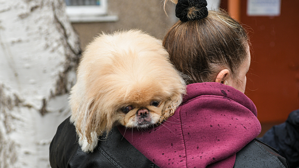 Девушка эвакуируется с собакой из затопленного вследствие прорыва дамбы района города Орска